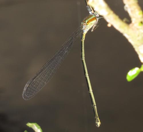 Pseudagrion pruinosum